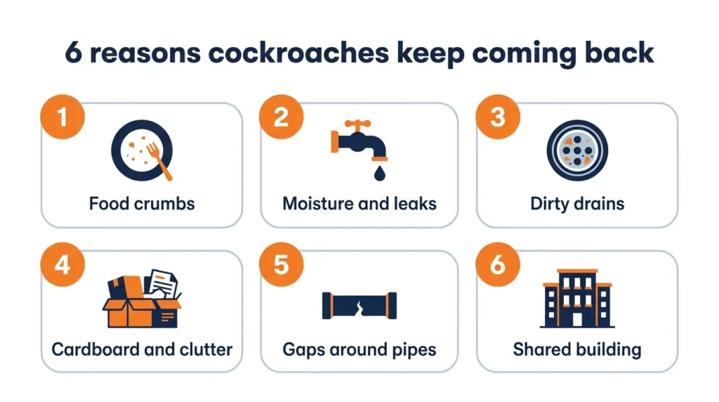 Why cockroaches keep coming back in UAE apartments