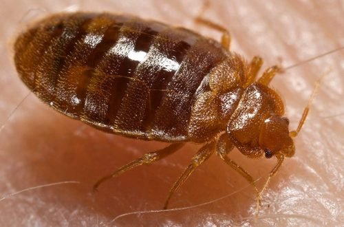 bed bug, cimex lectularius