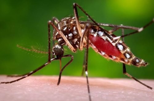 mosquito is flies control