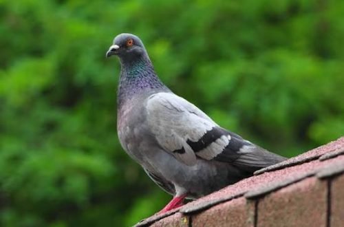 bird Control