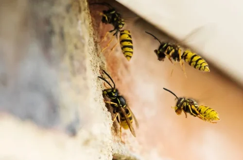 aura pest wasps flying outside a brick wall 1164872032