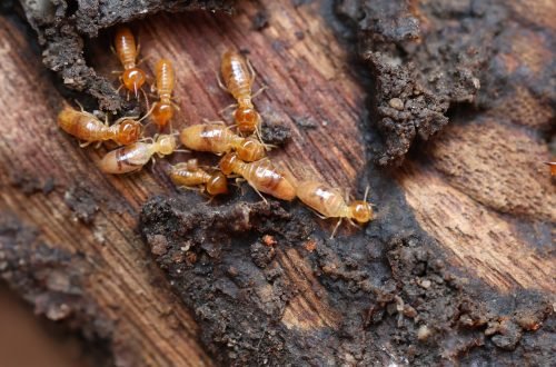 termites cover scaled 1